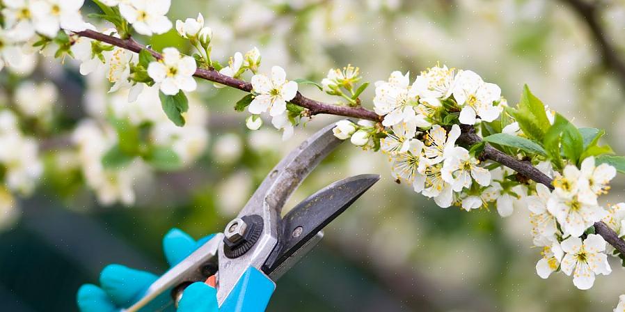Als je een mislukking hebt meegemaakt in de bloementuin