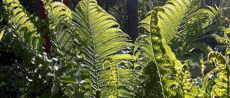 Fiddlehead-varens geven de voorkeur aan lichte schaduw of halfschaduw