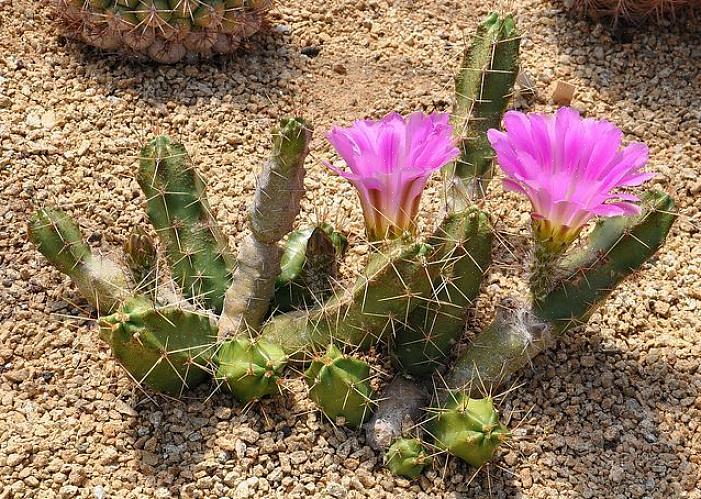 Hedgehog Cactus of Calico Cactus