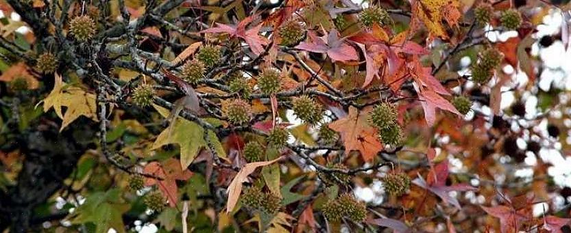 De Latijnse naam voor deze boomsoort is Liquidambar styraciflua