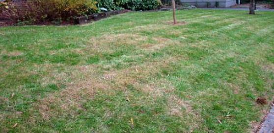 Laat het gras langer groeien en houd het daar