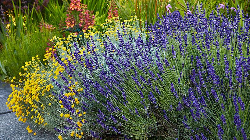 Lavendel is in de meeste gebieden niet de gemakkelijkste plant om te kweken