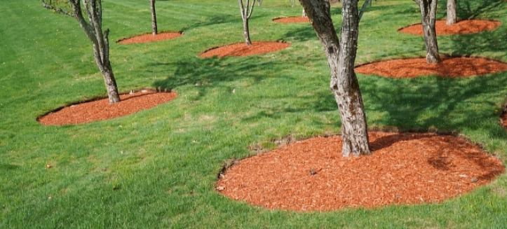 Profiteren doorgaans het meest van een laag mulch van 2 tot 7,60 cm rond hun basis