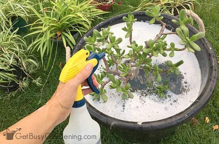 Niet alle planten kunnen de kweekomstandigheden binnenshuis overleven