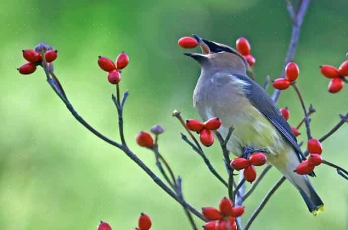 Vogels zijn dol op Joe Pye Wietzaadjes om te eten