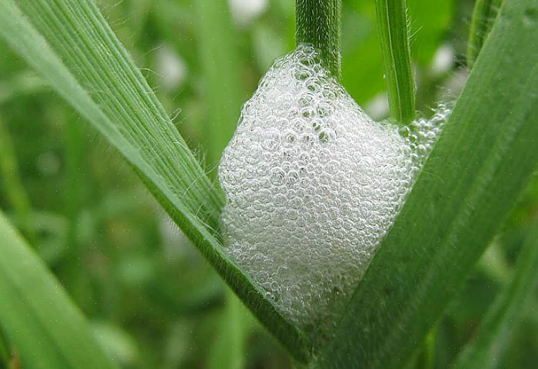 Hoewel spittlebug-nimfen zich voeden met plantensap