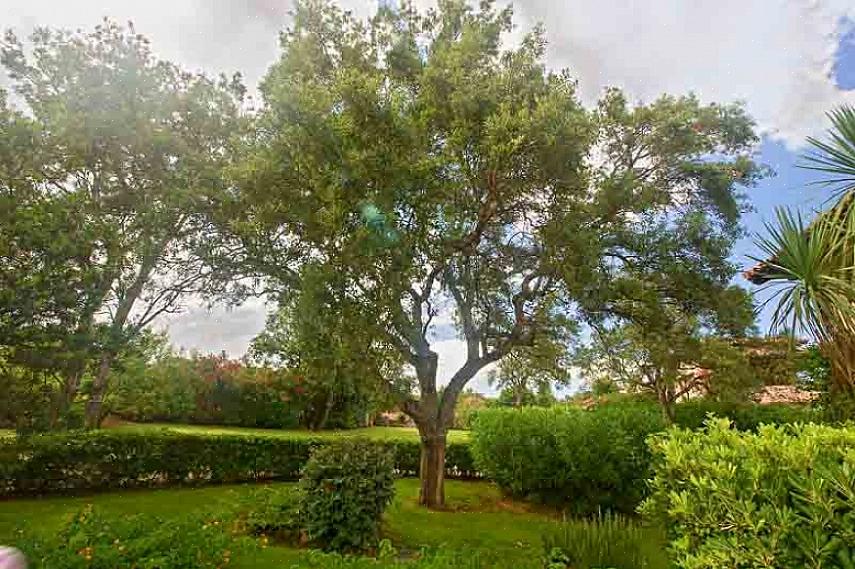 De botanische naam voor de Turkse eik is Quercus cerris