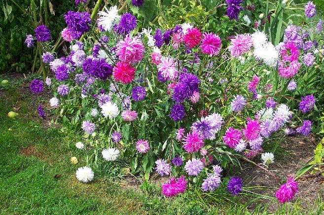 Asters zijn een volle zonplant