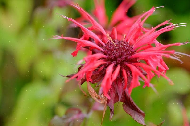 Terwijl de schil van pruimen een roze of paarse kleurstof kan produceren