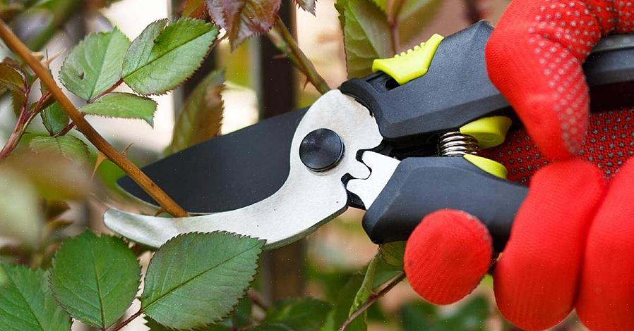 Bij goed snoeien zijn er twee fundamentele soorten sneden