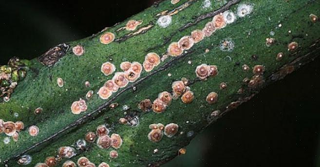 Kalkaanslag wordt gemakkelijk overgebracht naar schone planten als de planten overvol zijn
