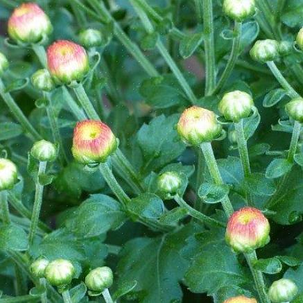 De meeste planten zijn pas klaar om te bloeien als ze wortels hebben neergelegd