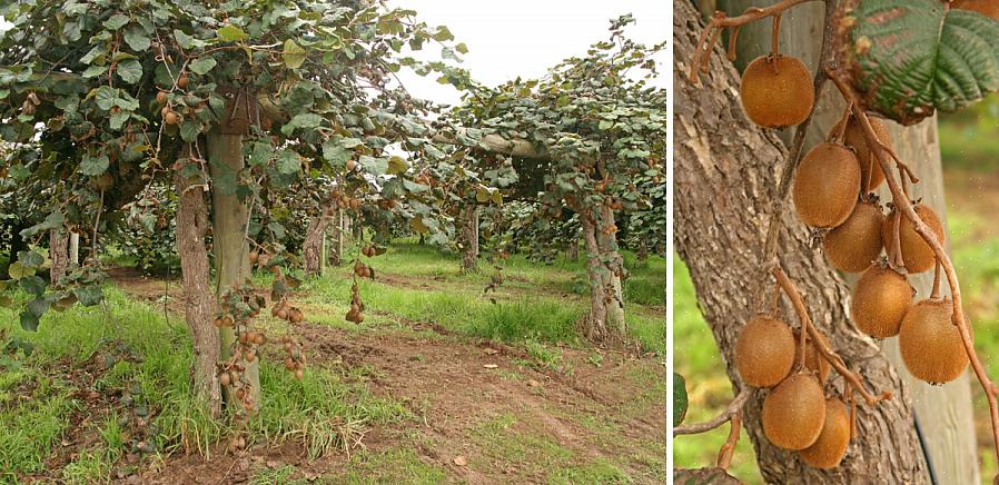 Chinese kruisbes en fuzzy kiwi worden genoemd
