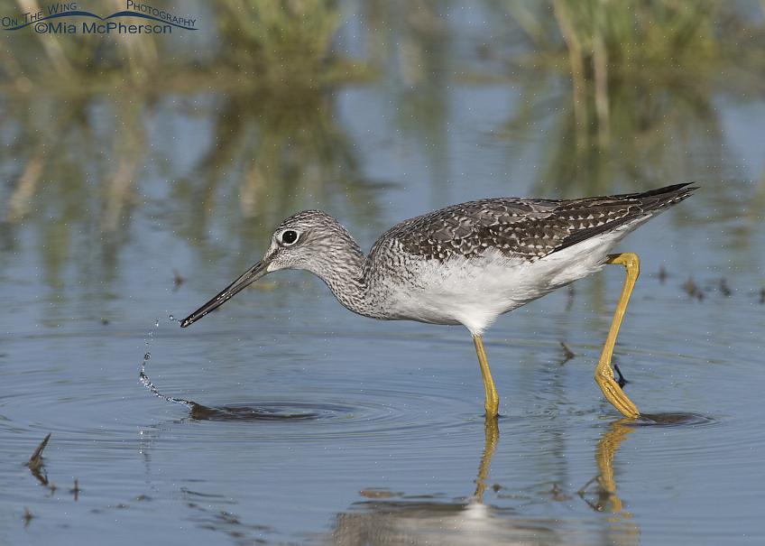 Maar op de kleinere geelbenen strekken de veren zich veel dichter naar de neusgaten uit