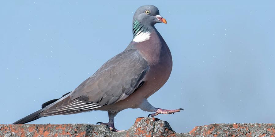 Het is vooral belangrijk om geduldig te zijn bij het identificeren van duiven