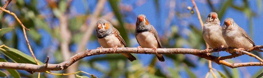 Australische Zebravink