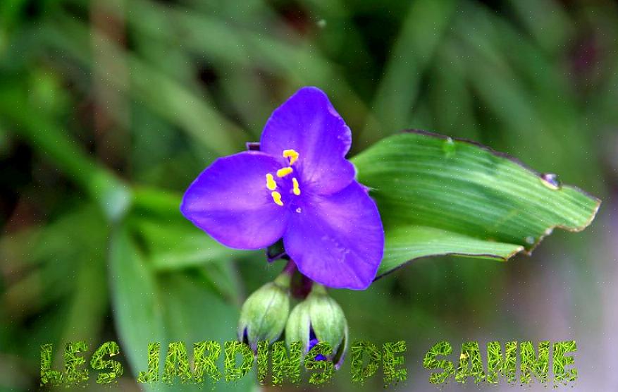 Die graag dezelfde vochtige grond hebben als spiderwort