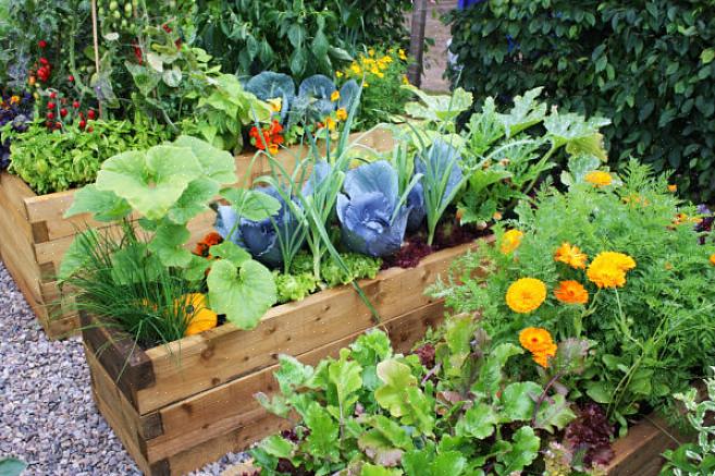 Hoe stikstofbindende planten helpen bij de bemesting Beste metgezelplanten voor erwten