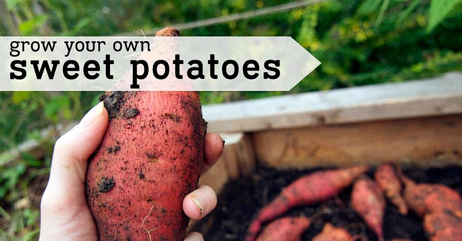 Als je eenmaal zoete aardappelen hebt geteeld