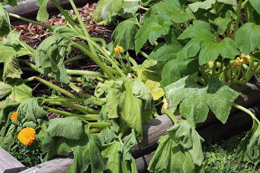 De ziekteverwekker van de astergeel zal niet overleven op een dode plant