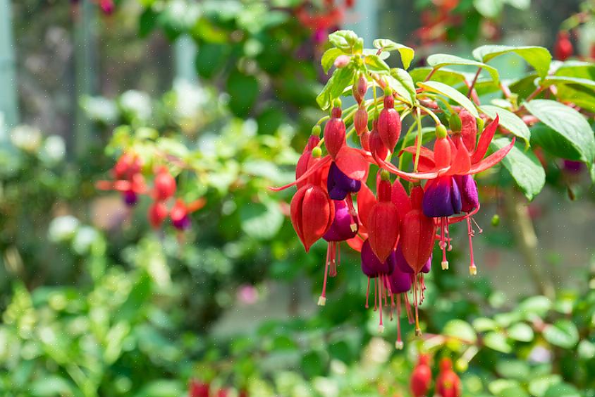 Fuchsia houdt van fel licht