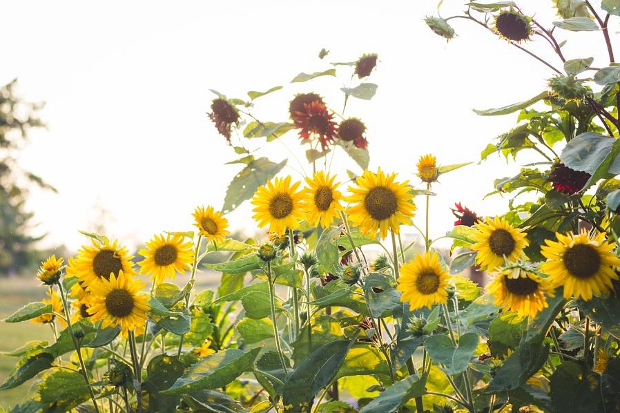 Laat je zonnebloempitten met zwarte dop 24 uur weken