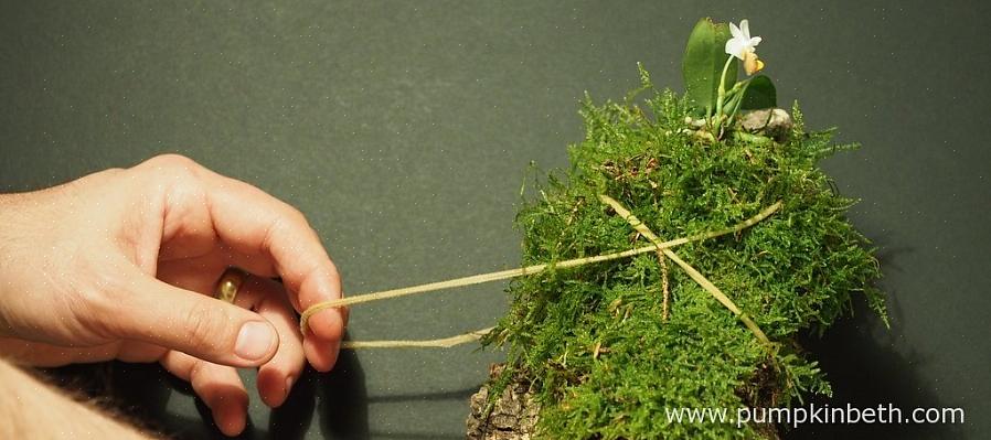 Orchideeën die in hun natuurlijke omgeving in de hoeken van bomen groeien