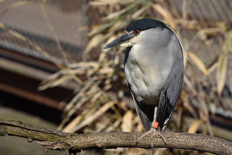 04 Identificeer een tijdens de vlucht gekroonde nachtreiger
