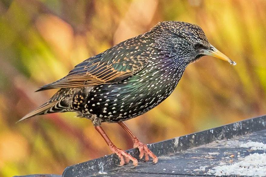 In het broedkleed is de volwassen Europese spreeuw een aantrekkelijke vogel met heldere kleuren