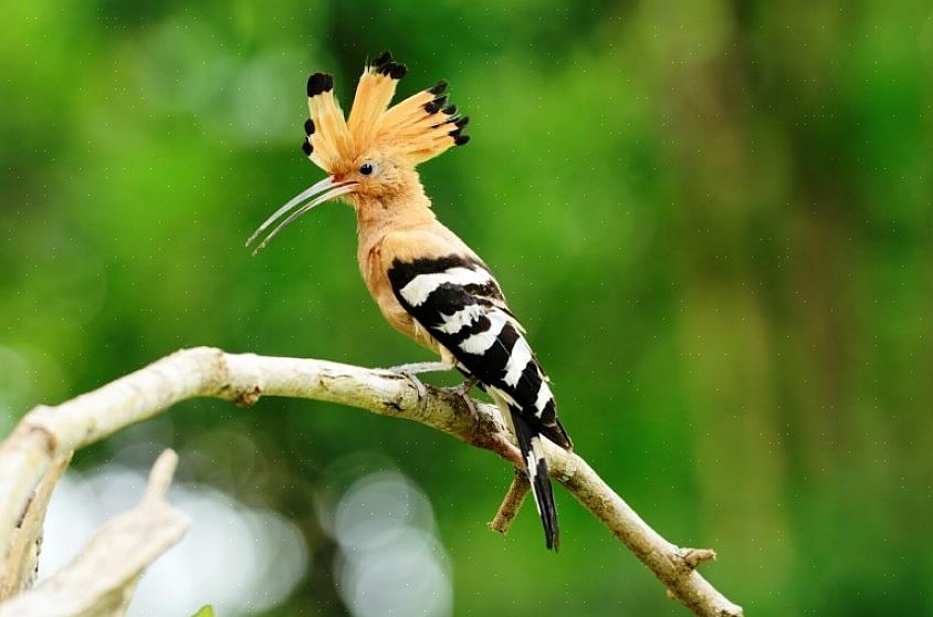 In sommige landen worden officiële nationale vogels geselecteerd door middel van wetgevende maatregelen