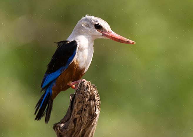 Nationale vogels zijn meer dan alleen handige symbolen om op postzegels