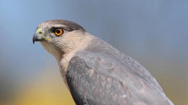 De lange staart van de Cooper's havik valt op tijdens de vlucht
