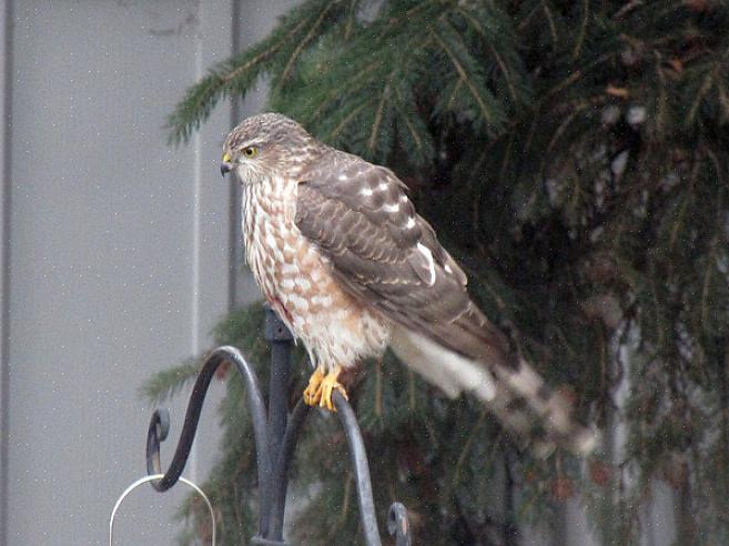 Net als volwassen vogels heeft de juveniele Cooper's havik een merkbaar lange staarttekening
