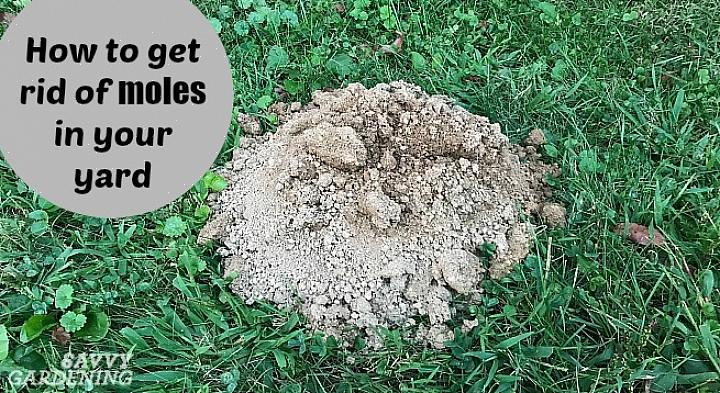 Enkele van de vele vogels die graslarven eten