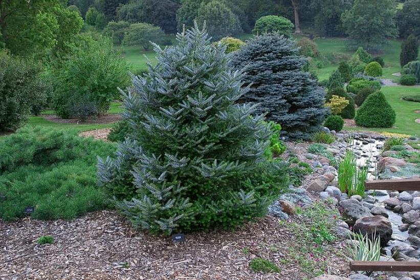 Deze boom is een lid van het geslacht Abies (dennenboom)