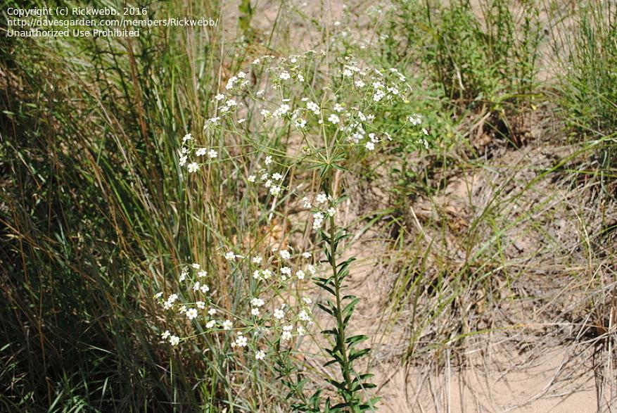 Baby's-Breath Euphorbia-planten (Euphorbia hypericifolia) zien eruit als schuimige clusters van luchtige