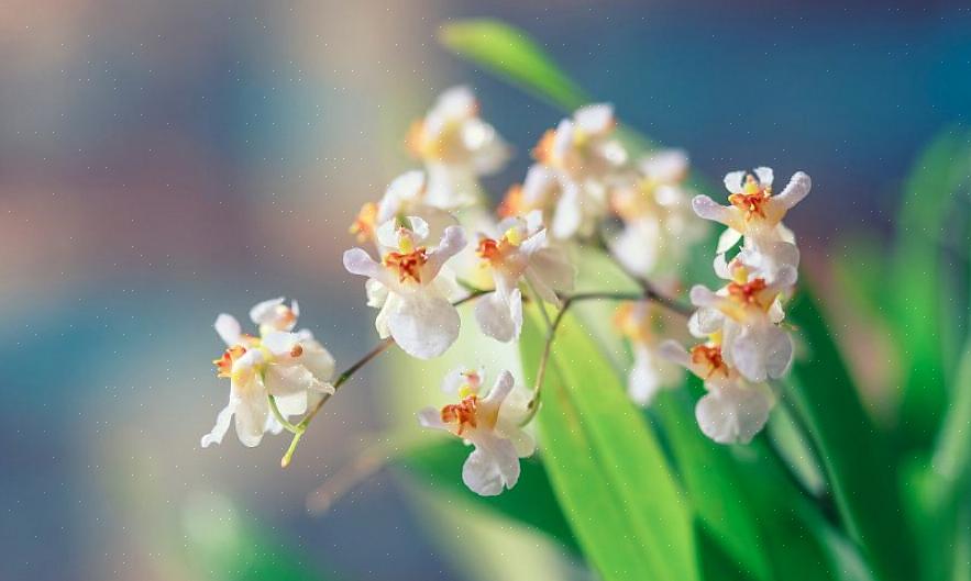 Middelmatige tot warme orchideeën