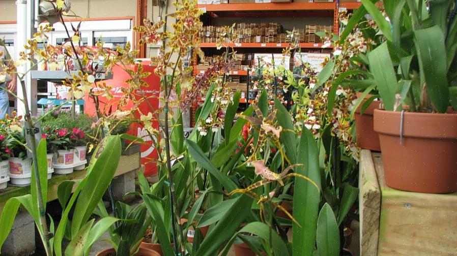 Net als de bladeren zijn de bloemen van Trichocentrum-planten vaak paars gespot