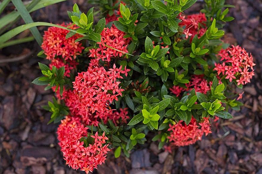 Maar Ixora coccinea is de enige die algemeen wordt gekweekt