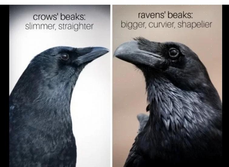 Gewone raven zijn veel groter