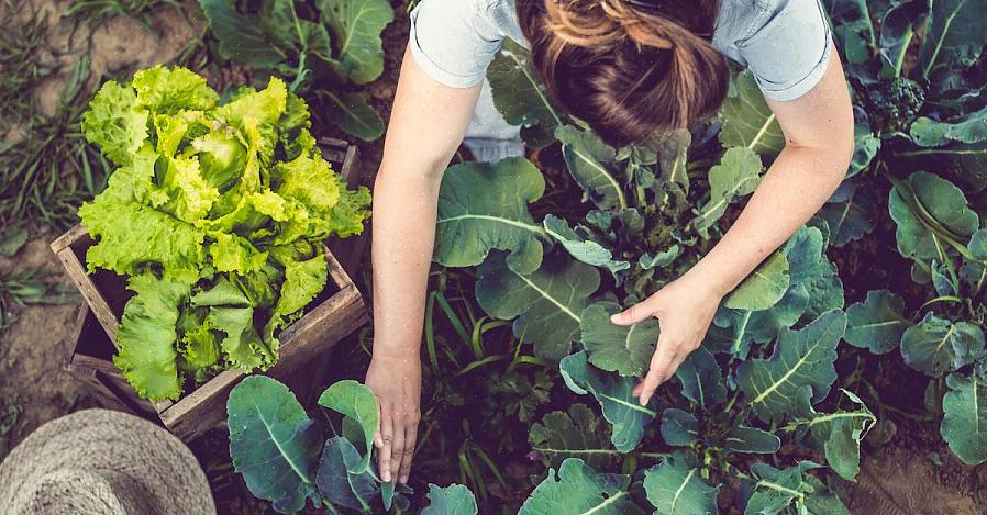 Kunt u uw koffiedik al goed gebruiken in de bloementuin