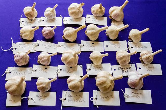 Produceert tijdens het lange groeiseizoen talloze bollen