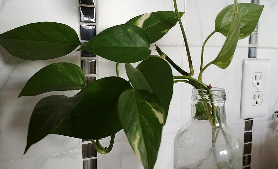 Groeien de planten direct in de met voedingsstoffen gevulde oplossing