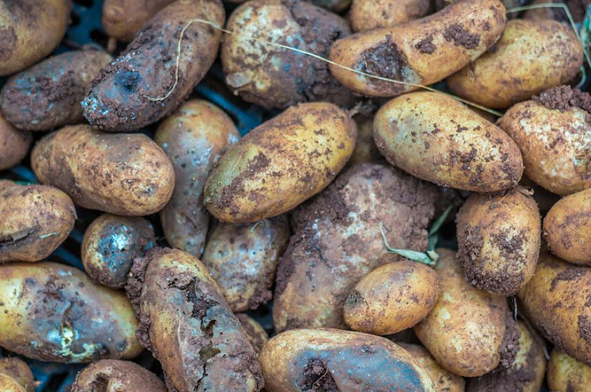 Als het je is gelukt om wat tomaten of aardappelen te redden voordat je planten bezweken aan Phytophthora