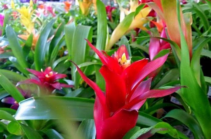 Guzmania zijn geen moeilijke bromelia's om te kweken