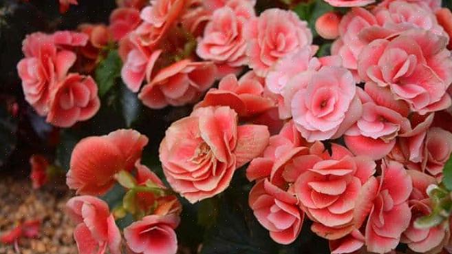 Al is dit dezelfde plant als de Rieger begonia