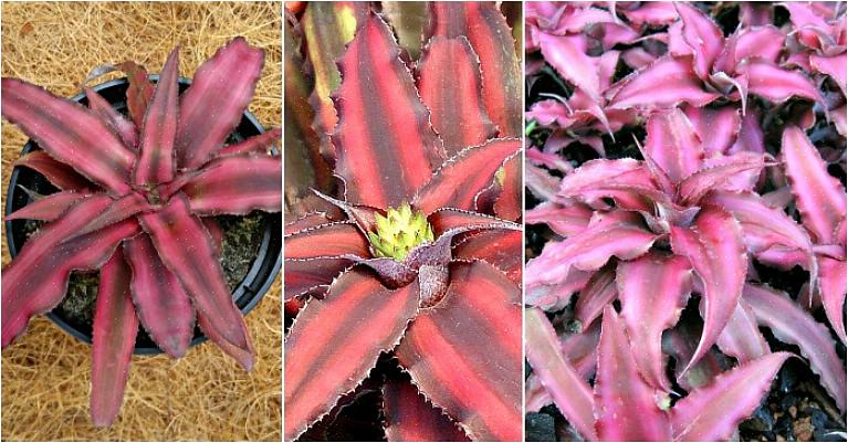 Cryptanthus-bromelia's