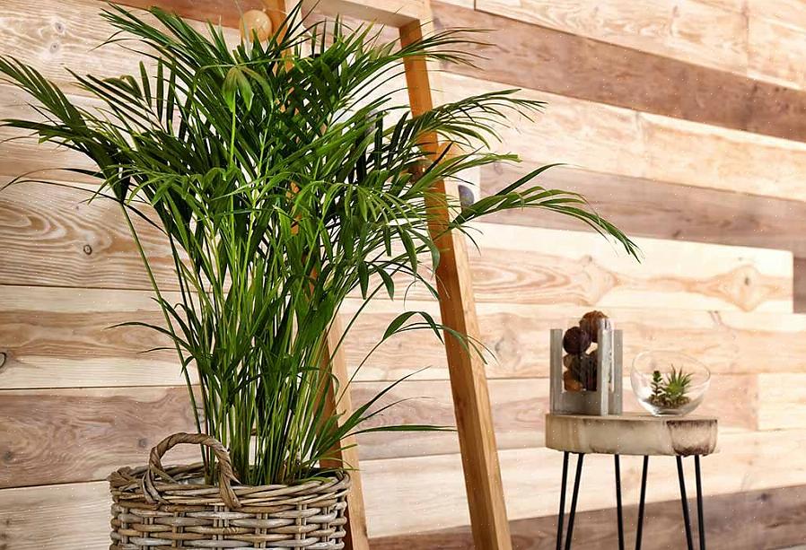 Krachtige feng shui-behandelingen die de energie van rijkdom