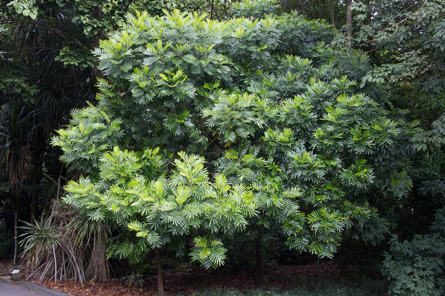 De kroon van de Japanse varenboom is bolvormig