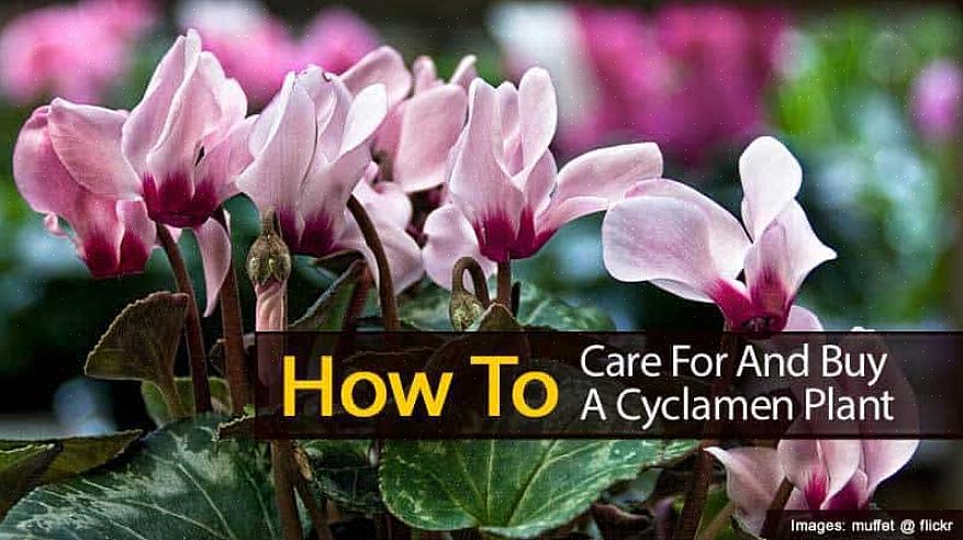 Cyclamen groeien uit een knol die erg vatbaar is voor rot als de grond te vochtig wordt gehouden